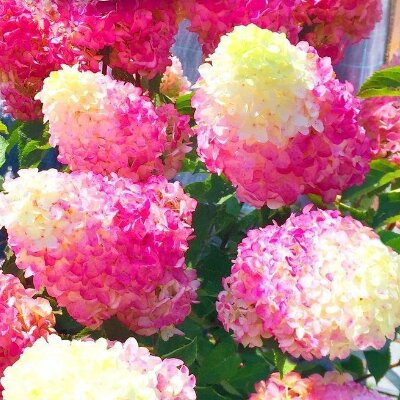 Hortensja vanilla fraise